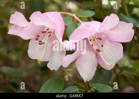 Blossoms, rhododendron (Rhododendron williamsianum), Botanical Garden, Bochum, Ruhr area, North Rhine-Westphalia Stock Photo