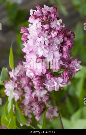 Common Lilac (Syringa vulgaris), Paul Thirion, Botanical Garden, Duesseldorf, North Rhine-Westphalia Stock Photo