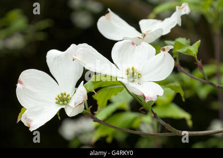 Flowering Dogwood (Cornus florida), Botanical Garden, Duesseldorf, North Rhine-Westphalia Stock Photo