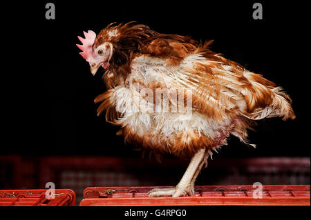 Rescued battery hens Stock Photo