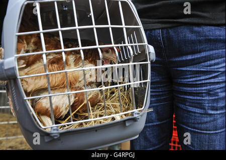Britain's last battery hen. Rescued battery hens Stock Photo