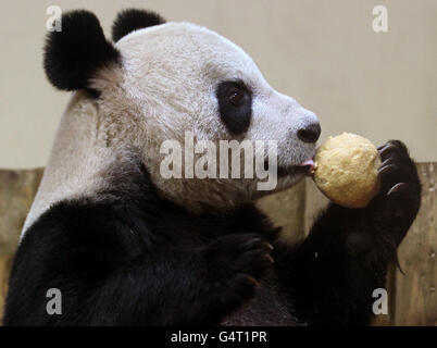 Tian Tian eats her panda cake in her enclosure at Edinburgh Zoo. The UK's only pair of giant pandas were treated to an extra helping of panda cake this morning to celebrate their first Christmas in Scotland. Stock Photo