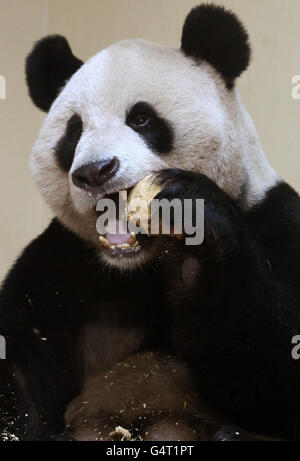 Edinburgh Zoo pandas Stock Photo