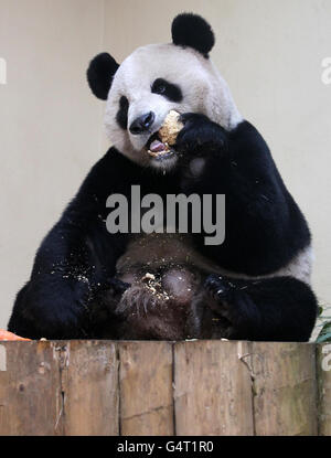 Edinburgh Zoo pandas Stock Photo