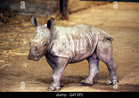 a-young-white-rhino-makes-her-
