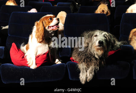 Lady and the Tramp and some of their friends watch a screening of Lady and the Tramp now released on Disney Blu-Ray and DVD at the Soho screening rooms in London. Stock Photo