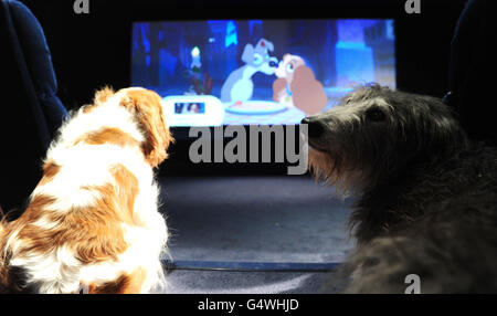 Lady and the Tramp and some of their friends watch a screening of Lady and the Tramp now released on Disney Blu-Ray and DVD at the Soho screening rooms in London. Stock Photo