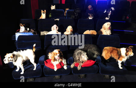 Lady and the Tramp Blu-ray release Stock Photo