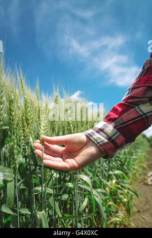 Female farmer in wheat field, hand touching cereal crops Stock Photo