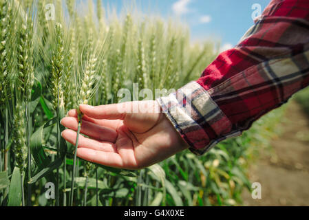Female farmer in wheat field, hand touching cereal crops Stock Photo