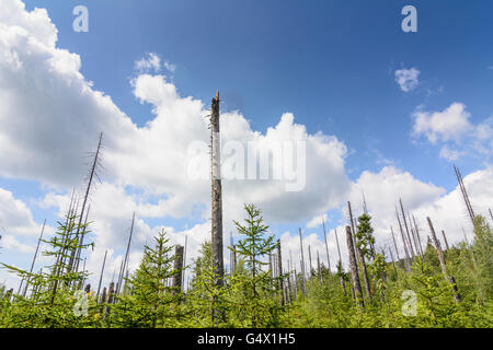 dead trees, Nationalpark Bayerischer Wald, Bavarian Forest National Park, Germany, Bayern, Bavaria, Niederbayern, Lower Bavaria Stock Photo