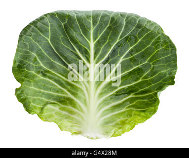 cabbage leaf isolated Stock Photo