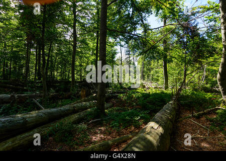Forest with fallen trees, Nationalpark Bayerischer Wald, Bavarian Forest National Park, Germany, Bayern, Bavaria, Niederbayern, Stock Photo