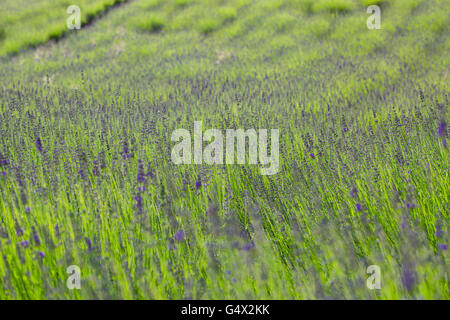 Inspirational background. Beautiful lavender field at sunset. Meditation mood, relaxing view Stock Photo