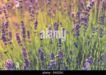Amazing sunset over a beautiful lavender field in Provence, France Stock Photo