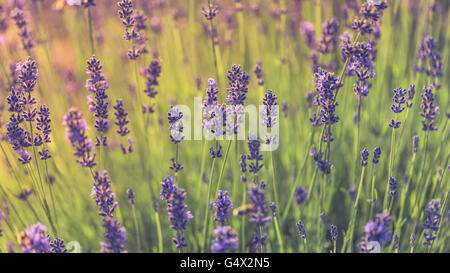 Beautiful field of lavender flowers during sunset. Wide crop, background concept. Stock Photo