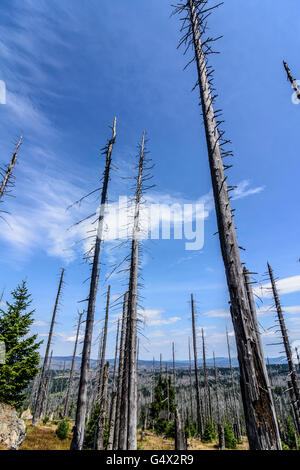 dead trees, Nationalpark Bayerischer Wald, Bavarian Forest National Park, Germany, Bayern, Bavaria, Niederbayern, Lower Bavaria Stock Photo