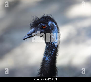Close up of an emu head Stock Photo