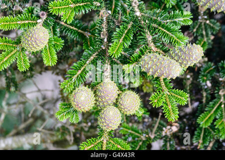 Pin of silver fir ( Abies alba ), Nationalpark Bayerischer Wald, Bavarian Forest National Park, Germany, Bayern, Bavaria, Nieder Stock Photo