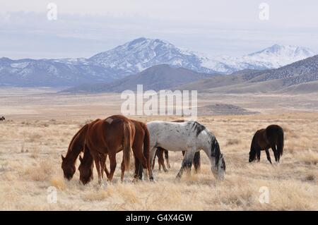 Wild horses among sagebrush in the Onaqui Herd Management Area February 27, 2012 near Callao, Utah. Stock Photo