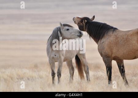 Wild horses among sagebrush in the Onaqui Herd Management Area February 27, 2012 near Callao, Utah. Stock Photo