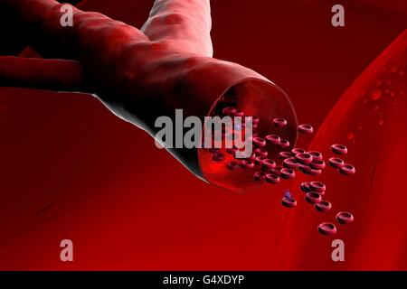 Blood vessel with bloodcells flowing through Stock Photo