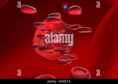 Blood vessel with bloodcells flowing through Stock Photo