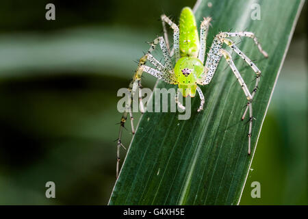 Green Lynx Spider (Peucetia viridans) - Camp Lula Sams, Brownsville, Texas, USA Stock Photo