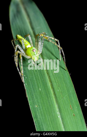 Green Lynx Spider (Peucetia viridans) - Camp Lula Sams, Brownsville, Texas, USA Stock Photo