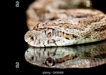 Great Plains Rat Snake (Pantherophis emoryi) [Controlled Subject] - Camp Lula Sams, Brownsville, Texas, USA Stock Photo