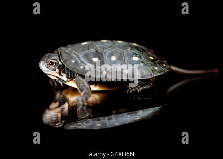 Baby Spotted Turtle (Clemmys guttata) [Captive] - Brownsville, Texas, USA Stock Photo