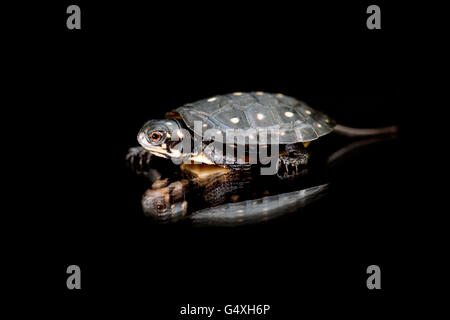 Baby Spotted Turtle (Clemmys guttata) [Captive] - Brownsville, Texas, USA Stock Photo