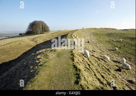 Barbury castle. General view of Barbury Castle, an Iron Age hillfort on the Ridgeway near Swindon in Wiltshire. Stock Photo