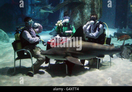 Aquarists at The Sea Life London Aquarium hold a tea party in the Pacific Reef Display shark tank to challenge the perception of them as monsters of the sea. Stock Photo