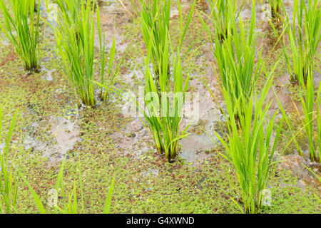 Indonesia, Bali, Tabanan, rice terraces, rice cultivation in Bali Stock Photo