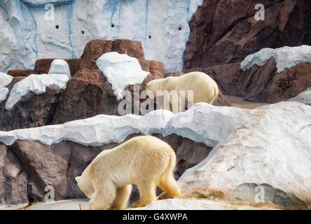 Polar bear　ベルナシオン　６枚 Amazon.co.jp: 4d puzzle polar bear : Toys & Games
