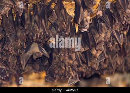 Indonesia, Bali, Karangasem, bats in the Pura Goa Lawah temple complex Stock Photo