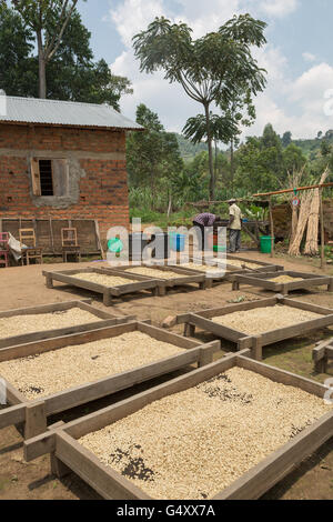 Coffee beans are sorted and dried on drying beds by farmers at a cooperative in Kasese District, Uganda. Stock Photo