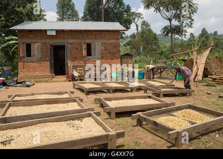 Coffee beans are sorted and dried on drying beds by farmers at a cooperative in Kasese District, Uganda. Stock Photo