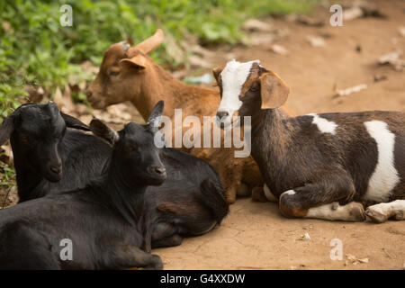 Goats are reared in Kasese District, Uganda, East Africa.