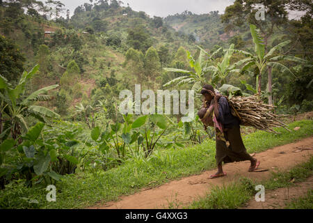 A woman carries firewood down a rural village lane in the foothills of the Rwenzori Mountains on the DRC / Uganda border. Stock Photo