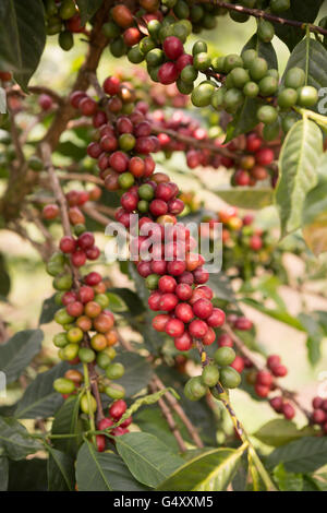Fresh coffee cherries grow on the tree in Kasese District, Uganda. Stock Photo