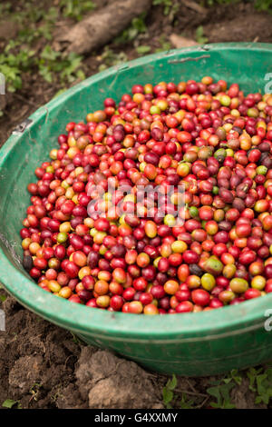 Coffee cherries are harvested from farms in the Rwenzori Mountains, Uganda, East Africa. Stock Photo