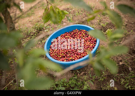 Coffee cherries are harvested from farms in the Rwenzori Mountains, Uganda, East Africa. Stock Photo