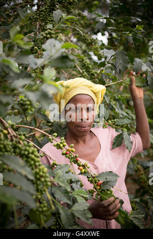 A woman harvests coffee in Kasese District, Uganda, East Africa. Stock Photo