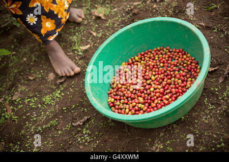 Coffee cherries are harvested from a farm in the Rwenzori Mountains, Uganda, East Africa. Stock Photo