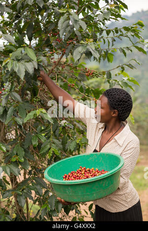 A woman harvests coffee in Kasese District, Uganda, East Africa. Stock Photo