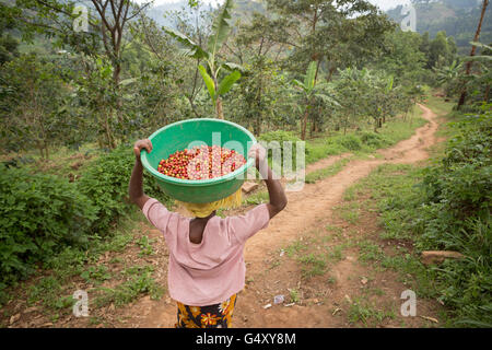 Freshly harvested coffee cherries are brought to a farmer's cooperative for sorting and quality check in Uganda. Stock Photo