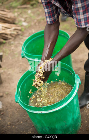 A worker washes fresh coffee beans as they're removed from fermentation tanks at a small coffee producer in Kasese, Uganda. Stock Photo