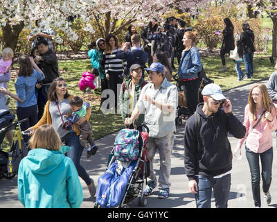 Many people enjoy the Brooklyn Botanic Garden when the Japanese Cherry Trees are in Brloom. Brooklyn, NY. Stock Photo
